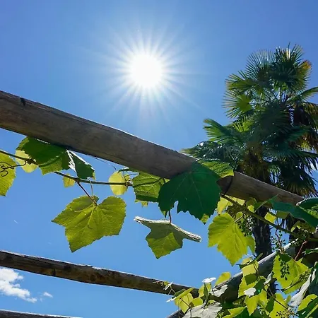 Palm * Λοκάρνο